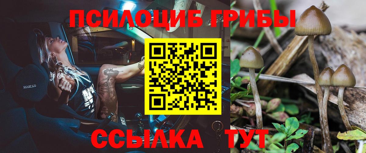 Новозыбков  Галлюциногенные грибы Psilocybe  Вход с VPN 